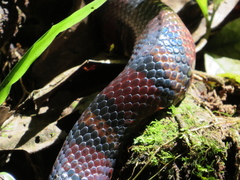 Lampropeltis micropholis