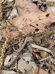 Forelius pruinosus