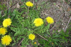 Taraxacum wiinstedtii
