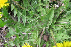 Taraxacum wiinstedtii