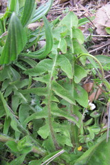 Taraxacum wiinstedtii