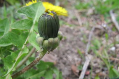 Taraxacum wiinstedtii
