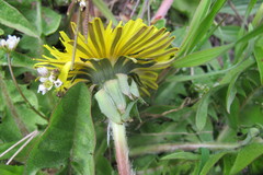 Taraxacum wiinstedtii