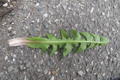 Taraxacum wiinstedtii