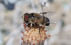 Copestylum apiciferum