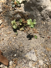 Rhynchosida physocalyx