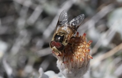 Copestylum apiciferum