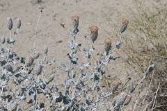 Brickellia incana