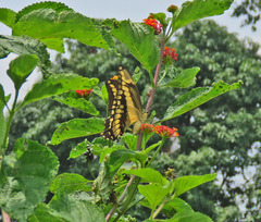 Heraclides homothoas