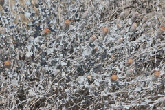 Brickellia incana