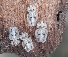Corythucha ciliata