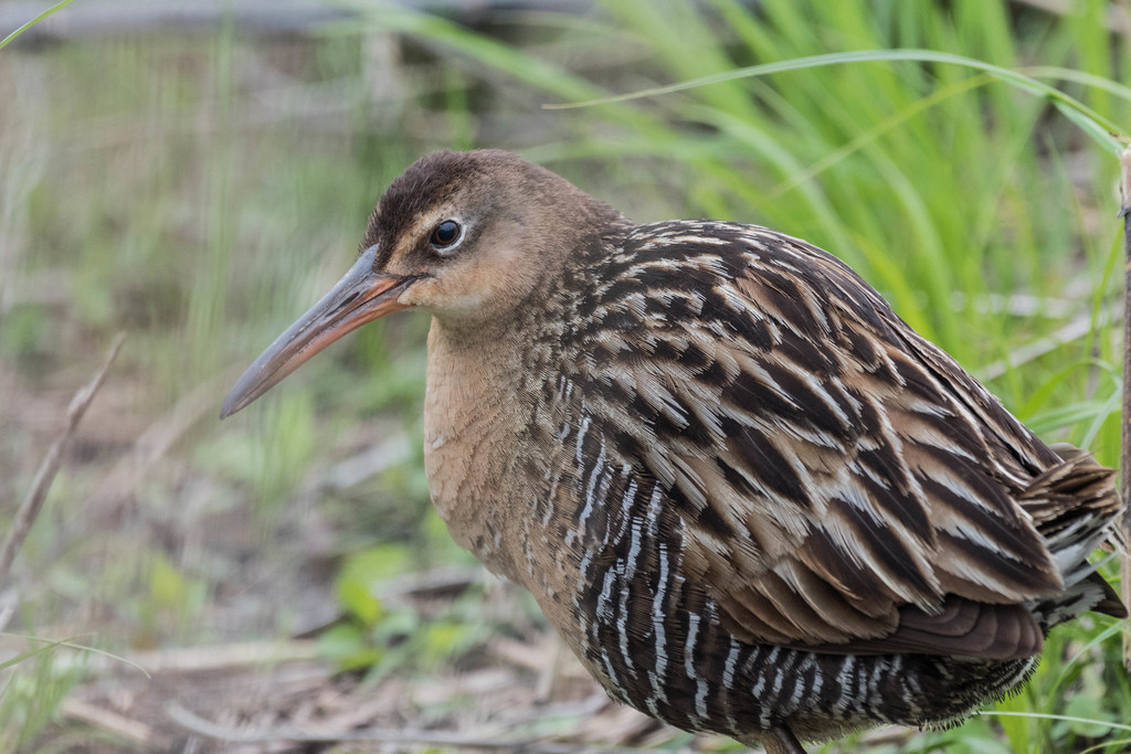King Rail photo