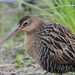 King Rail - Photo (c) Oliver Burrus, some rights reserved (CC BY-NC-ND), uploaded by Oliver Burrus