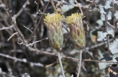 Brickellia incana