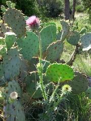 Carduus nutans nutans