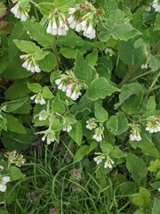 Symphytum orientale