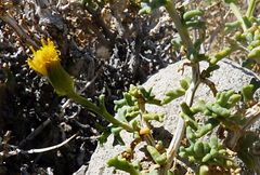 Senecio eriophyton