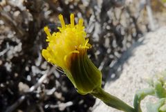 Senecio eriophyton