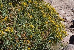 Senecio eriophyton
