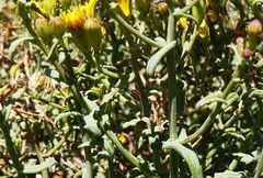 Senecio eriophyton