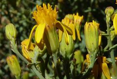 Senecio eriophyton