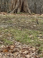 Colaptes auratus