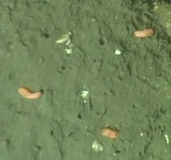 Tubulanidae