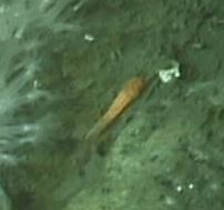 Tubulanidae