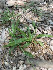 Paspalum langei