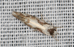 Machetis aphrobola