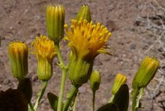 Senecio eriophyton