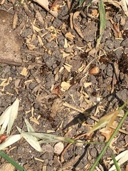 Solenopsis xyloni
