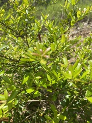 Myrcianthes fragrans