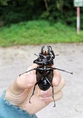 Neolucanus maximus maximus