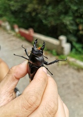Neolucanus maximus maximus