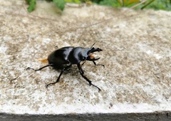 Neolucanus maximus maximus