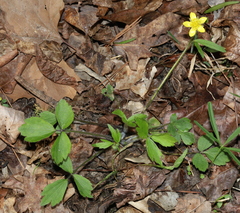 Ranunculus hispidus hispidus
