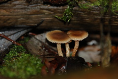 Meottomyces dissimulans