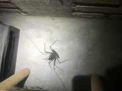 Acanthophrynus coronatus