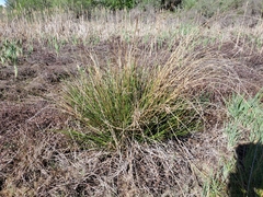 Juncus effusus pacificus