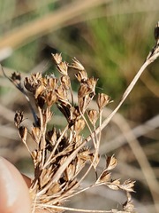 Juncus effusus pacificus