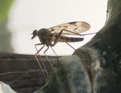Rhagio atlanticus