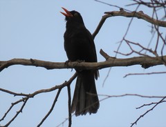 Turdus merula mauritanicus