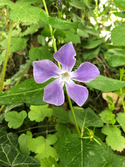 Vinca major