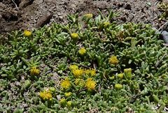 Senecio humillimus