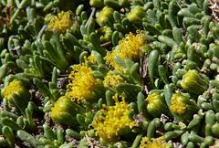 Senecio humillimus