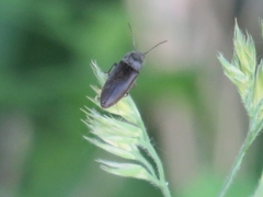 Athous haemorrhoidalis