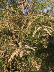 Tamarix africana