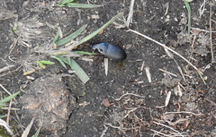 Harpalus tardus