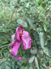 Argemone sanguinea